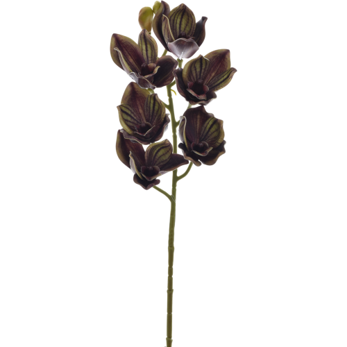 LEV016##OLIVE_m.png