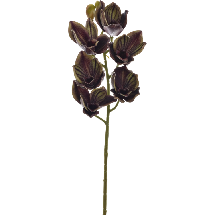 LEV016##OLIVE_m.png