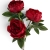 IMG_6244-Photoroom.jpg