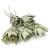 repens-cuts-szroniony-zielen-1.jpg