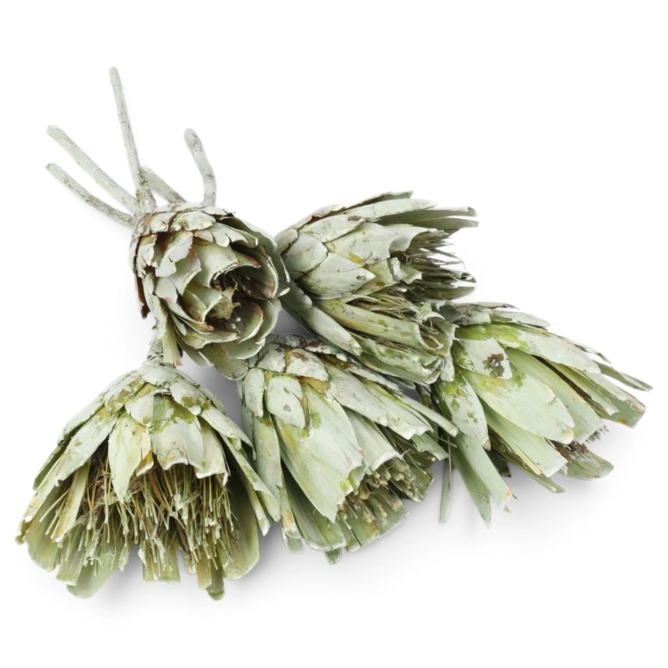repens-cuts-szroniony-zielen-1.jpg
