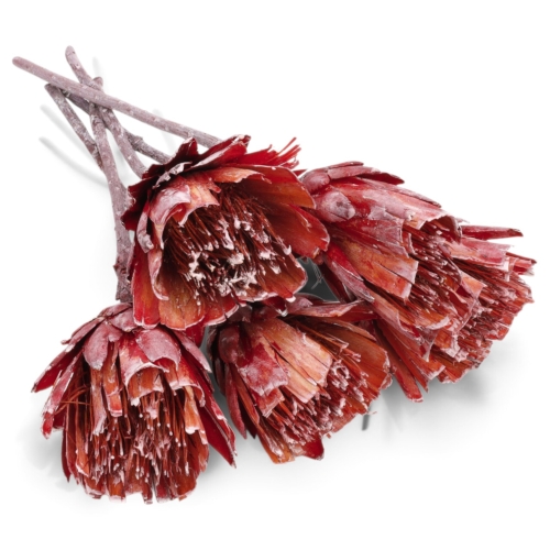 protea-repens-cut-szroniona-czerwona-1.jpg