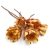 repens-cuts-czerwony-1.jpg