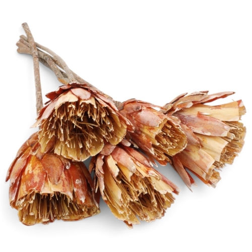 protea-repens-cut-szroniona-pomaranczowa-1.jpg