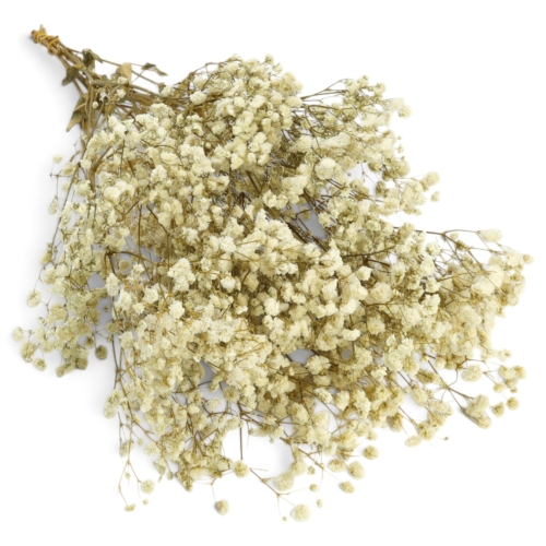 gipsowka-duza-naturalna-1.jpg