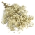 gipsowka-duza-naturalna-1.jpg