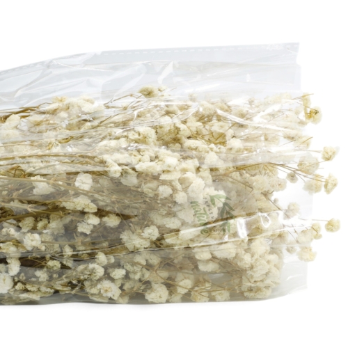 gipsowka-duza-naturalna-2.jpg
