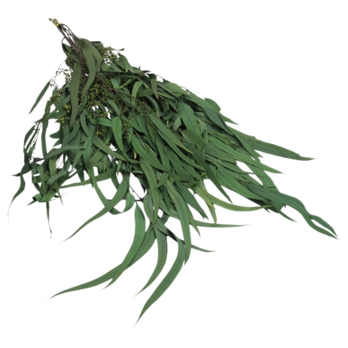 eukaliptus-willow-waskie-liscie-CH-zielony-1.jpg