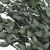 eukaliptus-parvifoglia-CH-zielony-4.jpg