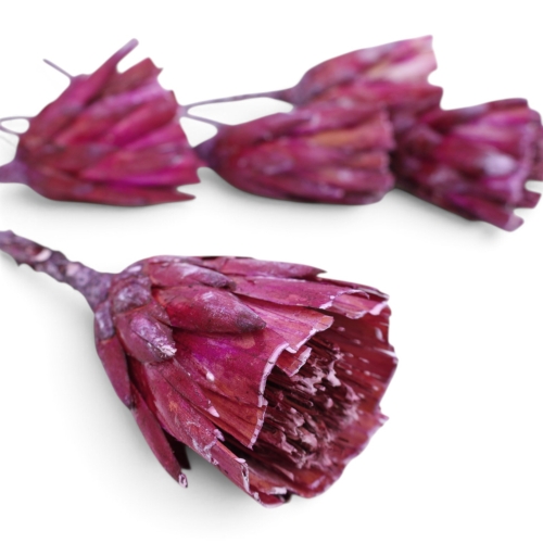 protea-repens-cut-szroniona-jezynowa-3.jpg