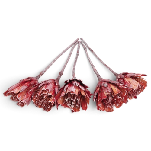 protea-repens-cut-szroniona-czerwona-2.jpg