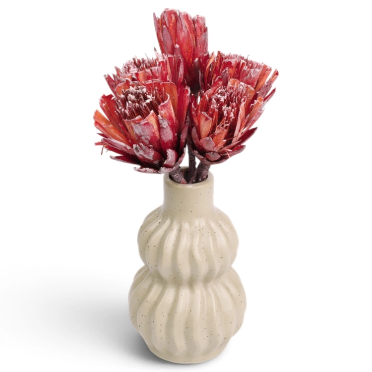 protea-repens-cut-szroniona-czerwona-4.jpg