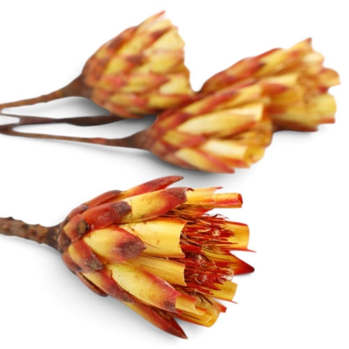 repens-cuts-czerwony-2.jpg