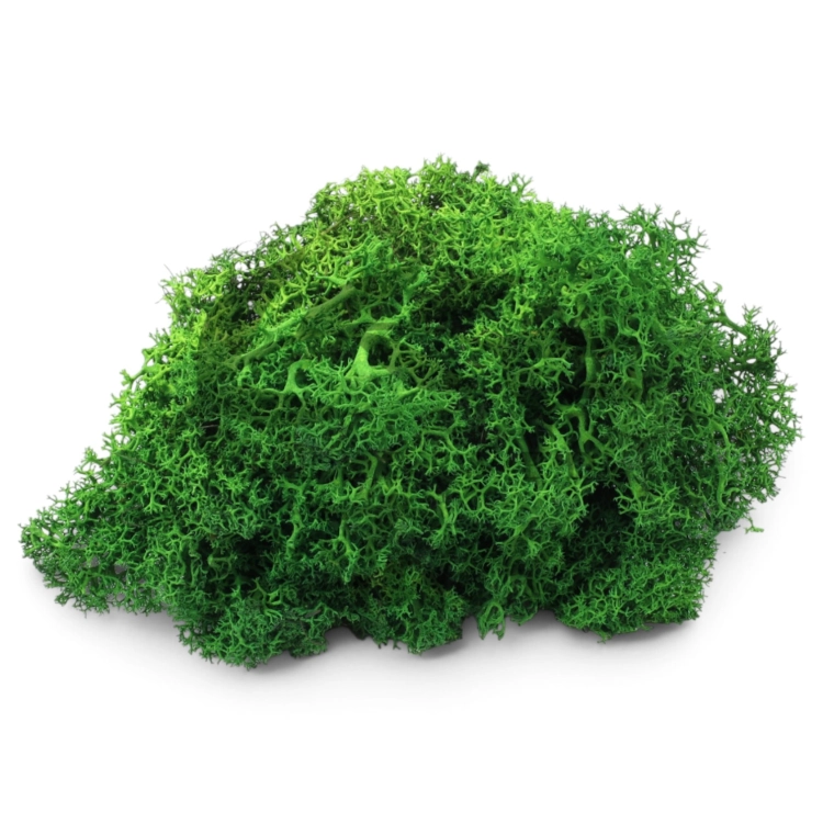 mech-chrobotek-florystyczny-lesna-zielen-1.jpg