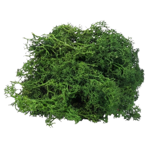 mech-chrobotek-florystyczny-ciemna-zielen-2 (1).jpg