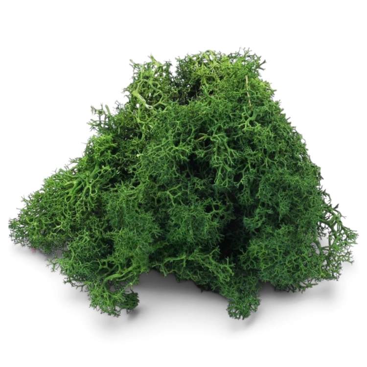 mech-chrobotek-florystyczny-ciemna-zielen-1.jpg