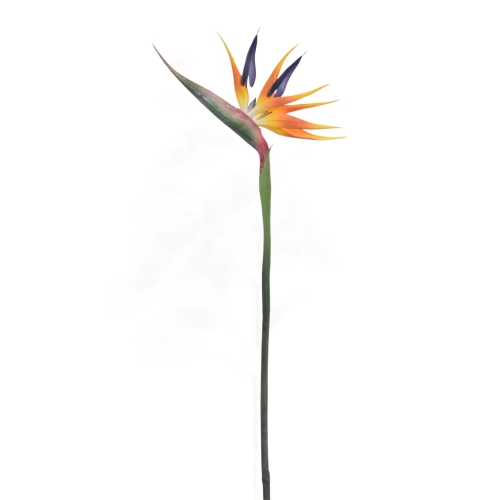 ANA1006#002#YELLOW ORANGE#2_m.jpg