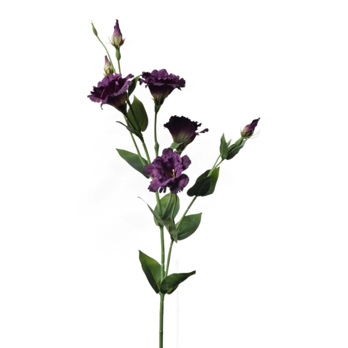 SUN345#3130#EGGPLANT_m.jpg