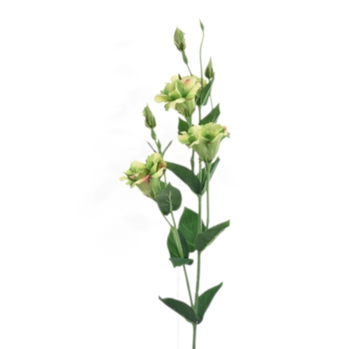 SUN345#3123#GREEN BURN COFFEE_t.jpg