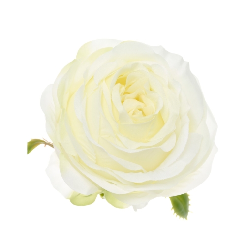 SUN891#1884#CREAM GREEN#1_m.jpg