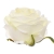 SUN891#1884#CREAM GREEN#2_m.jpg