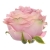 SUN891#2298#DIRTY PINK#2_m.jpg