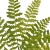 JUN088##GREEN#2_m.jfif.jpg