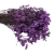 limonium-sinesis-fioletowy-3.jpg