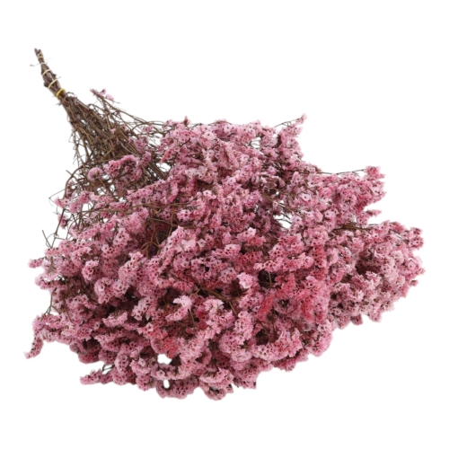 limonium-sinesis-rozowy-1.jpg