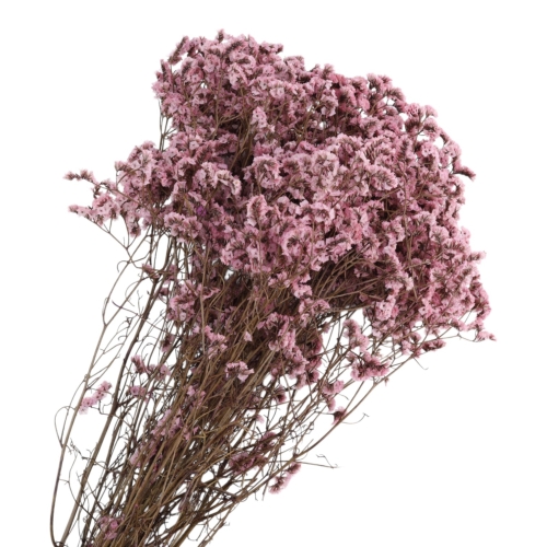 limonium-sinesis-rozowy-2.jpg
