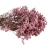 limonium-sinesis-rozowy-3.jpg