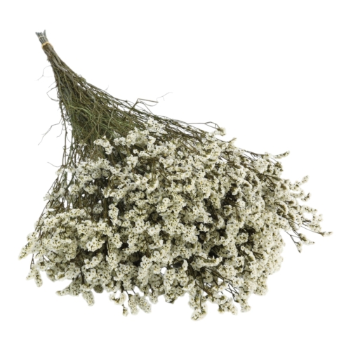 limonium-sinesis-naturalny-1.jpg