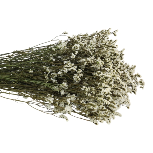 limonium-sinesis-naturalny-3.jpg