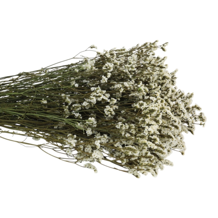 limonium-sinesis-naturalny-3.jpg