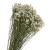 limonium-sinesis-naturalny-2.jpg