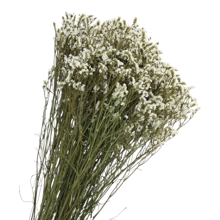 limonium-sinesis-naturalny-2.jpg
