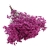 limonium-sinesis-fuksja-1.jpg