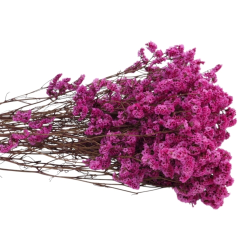limonium-sinesis-fuksja-3.jpg