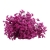 limonium-sinesis-fuksja-4-720x720.jpg