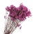 limonium-sinesis-fuksja-2.jpg