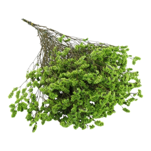 limonium-sinesis-zielony-1.jpg