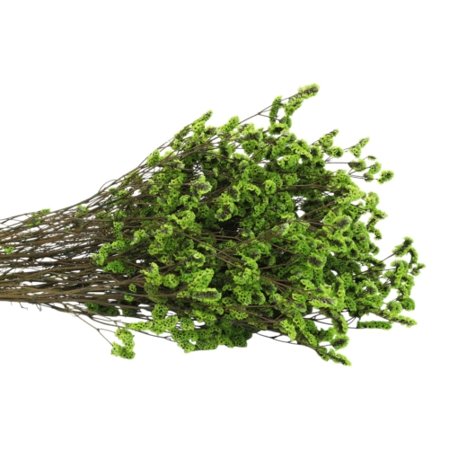 limonium-sinesis-zielony-3.jpg
