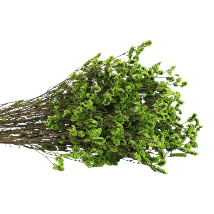 limonium-sinesis-zielony-3.jpg