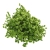 limonium-sinesis-zielony-4-720x720.jpg