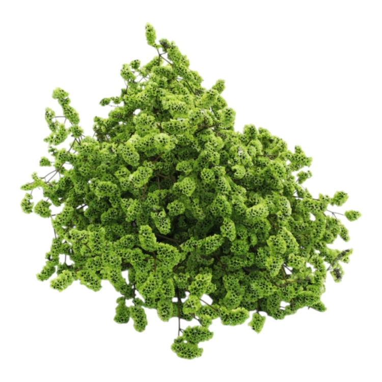 limonium-sinesis-zielony-4-720x720.jpg