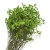 limonium-sinesis-zielony-2.jpg