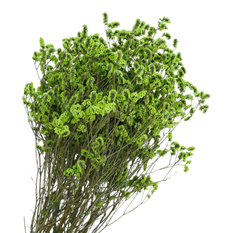 limonium-sinesis-zielony-2.jpg