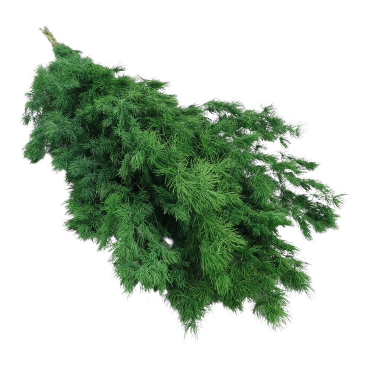asparagus-ming-ciemna-zielen-1.jpg