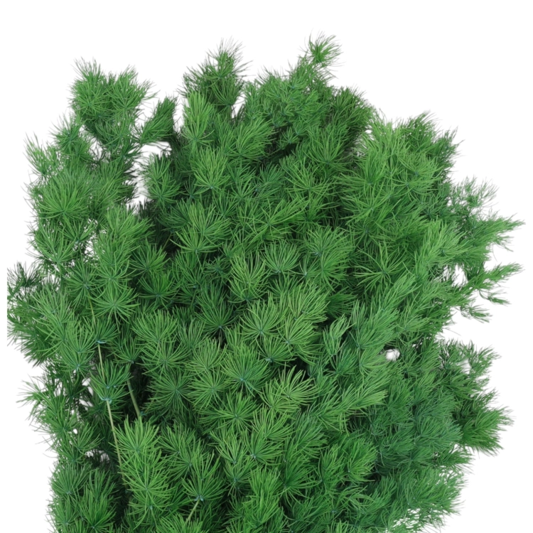asparagus-ming-ciemna-zielen-2.jpg