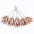 protea-repens-open-szroniony-roz-2-2048x2048.png